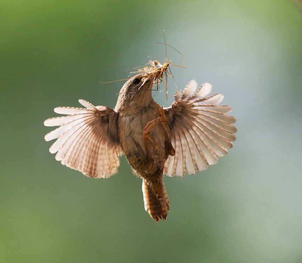 Wren returning to its nest